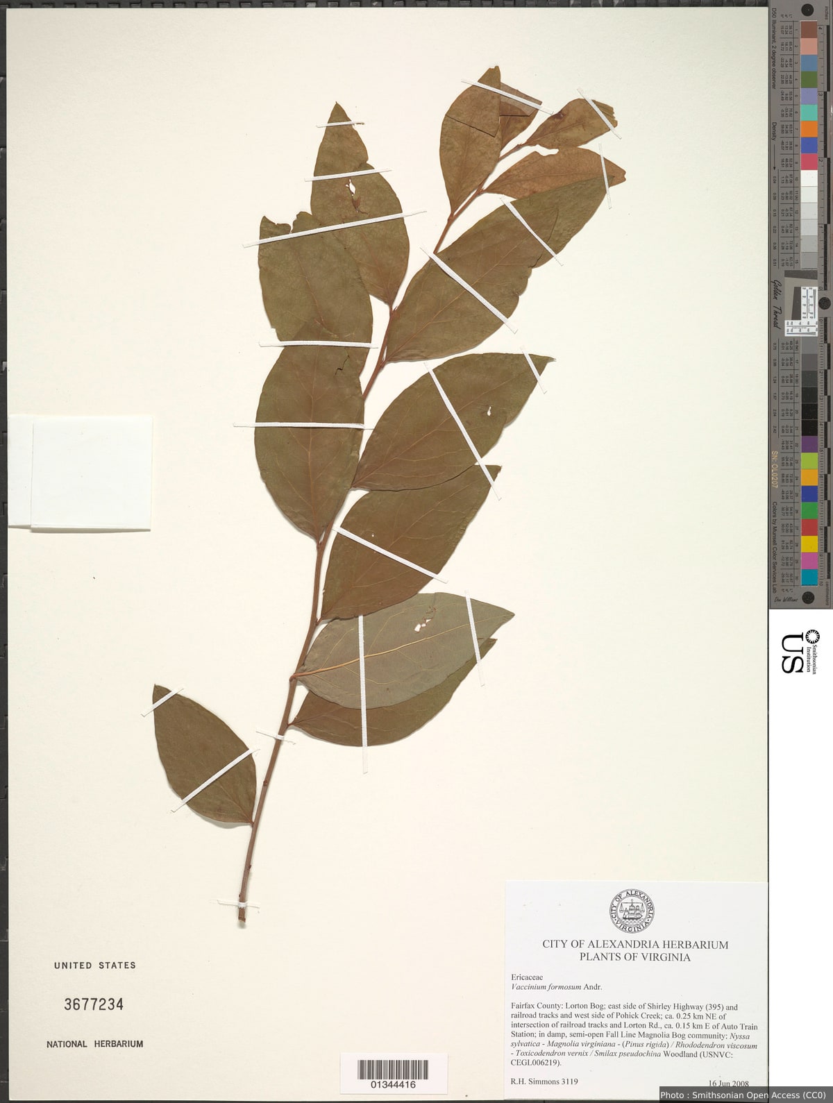 Vaccinium formosum Andrews