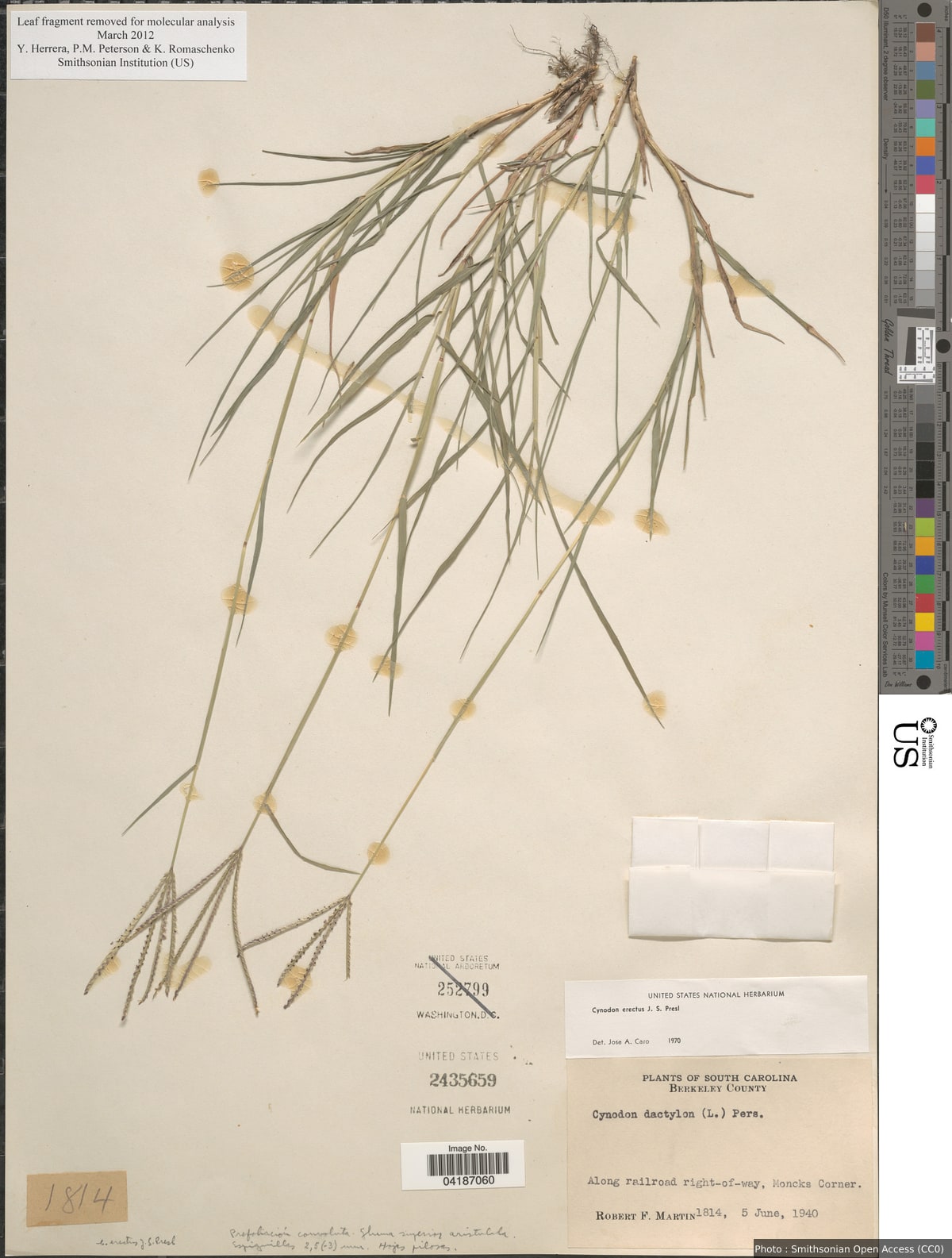 Cynodon erectus J. Presl