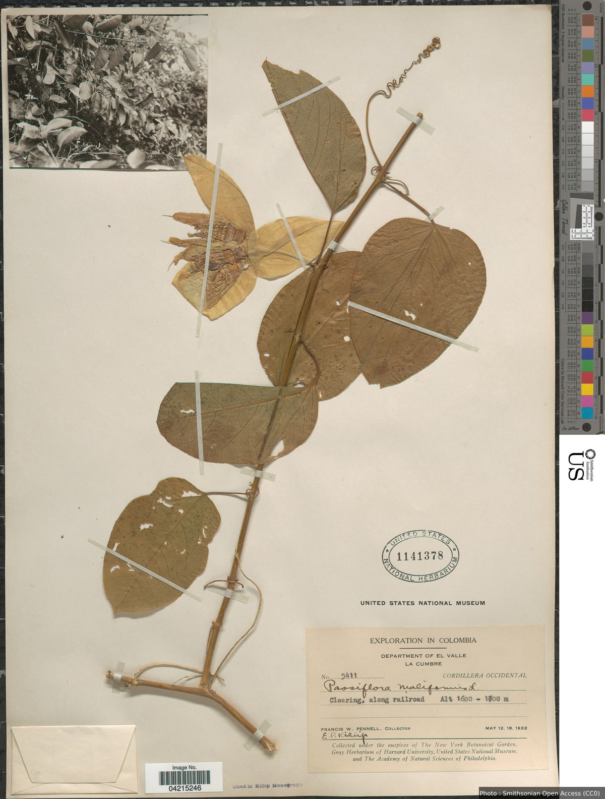 Passiflora maliformis L.