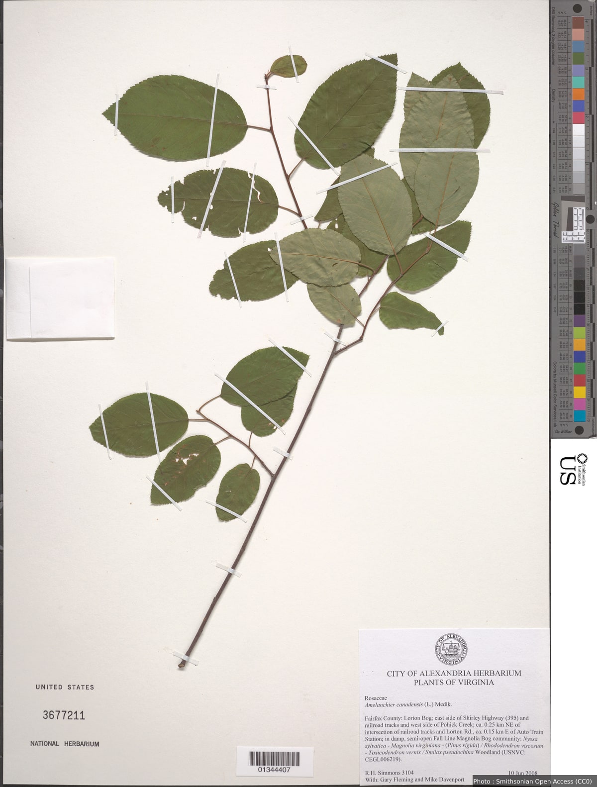 Amelanchier canadensis (L.) Medic.