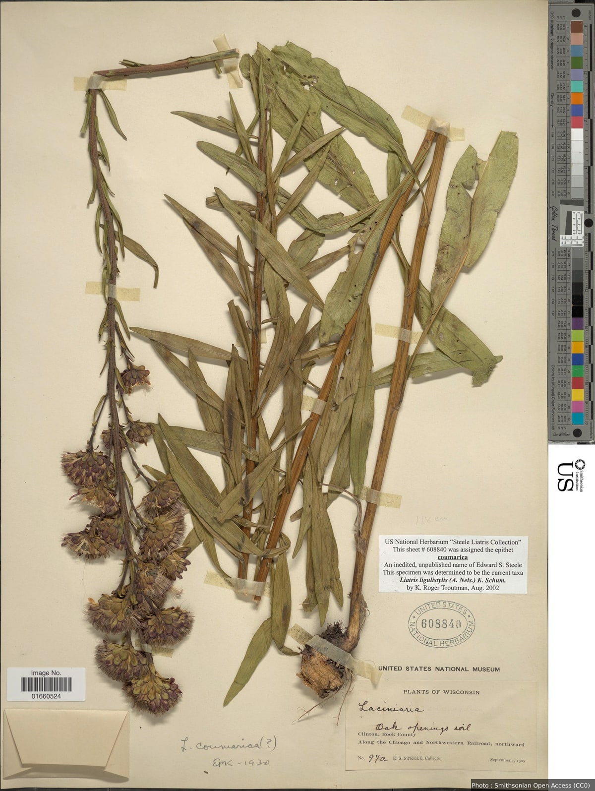 Liatris ligulistylis (A. Nelson) K. Schum.