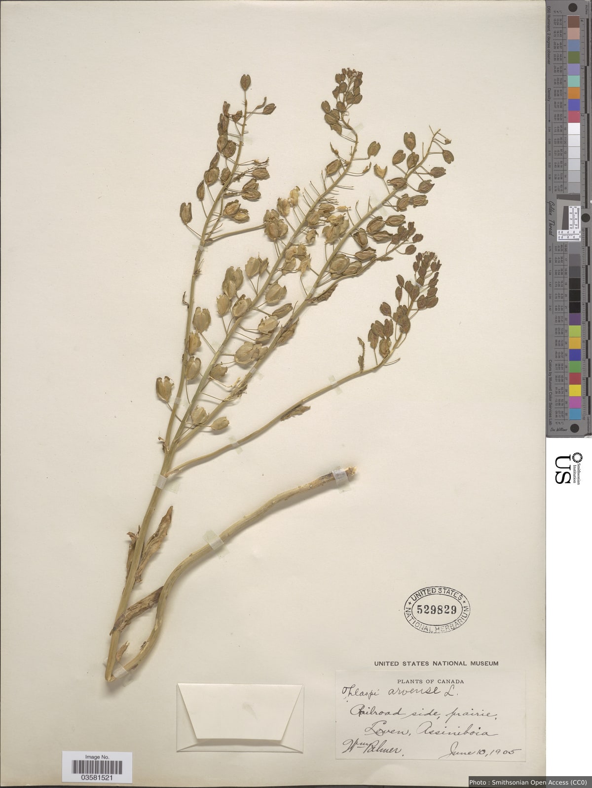 Thlaspi arvense L.