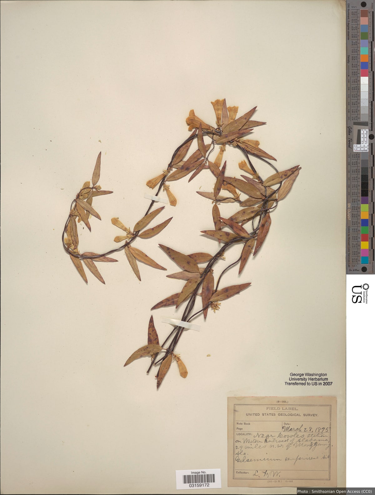 Gelsemium sempervirens (L.) J. St.-Hil.