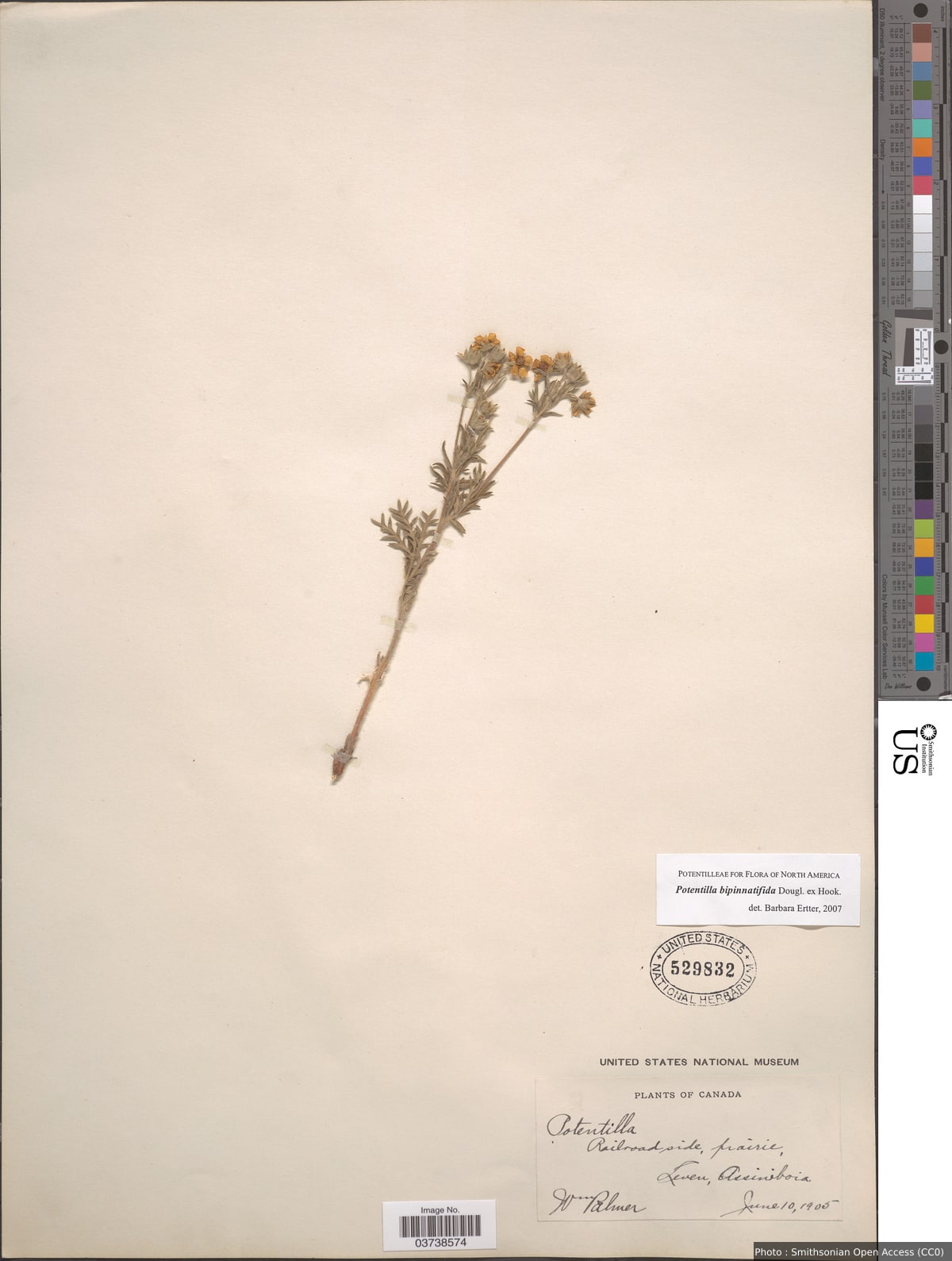 Potentilla bipinnatifida Douglas
