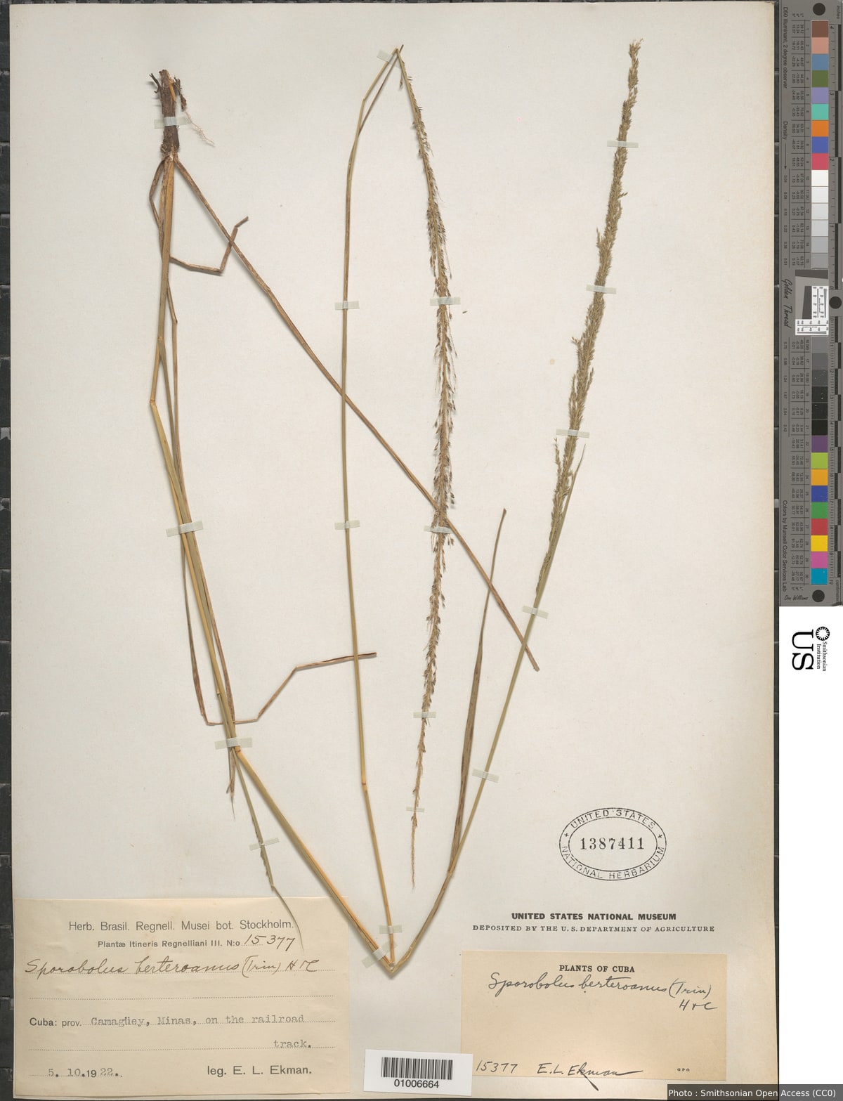 Sporobolus poiretii (Roem. & Schult.) Hitchc.
