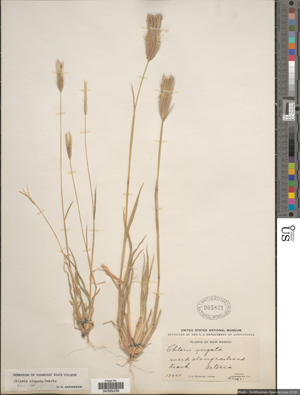 Chloris virgata Sw.