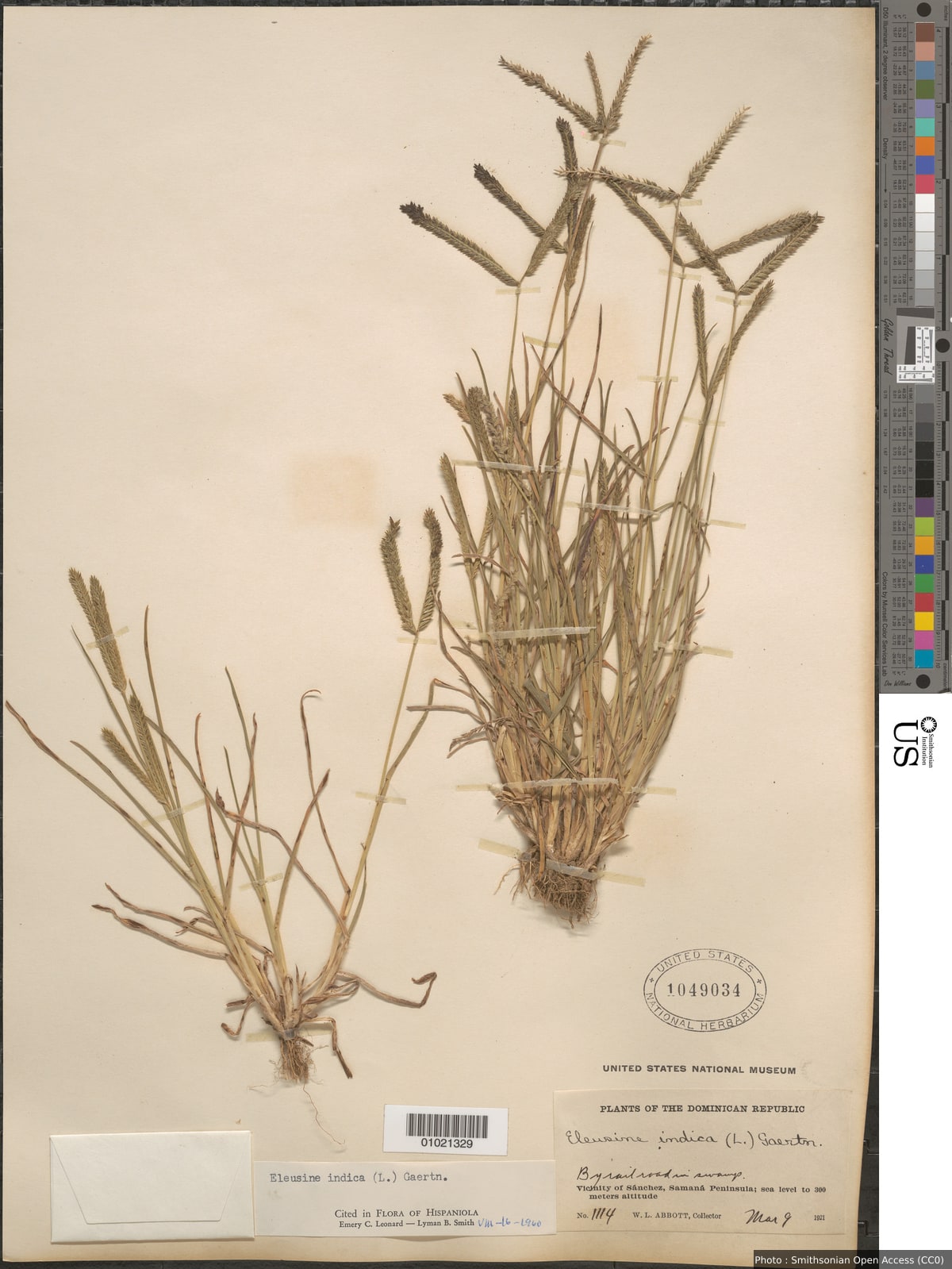 Eleusine indica (L.) Gaertn.