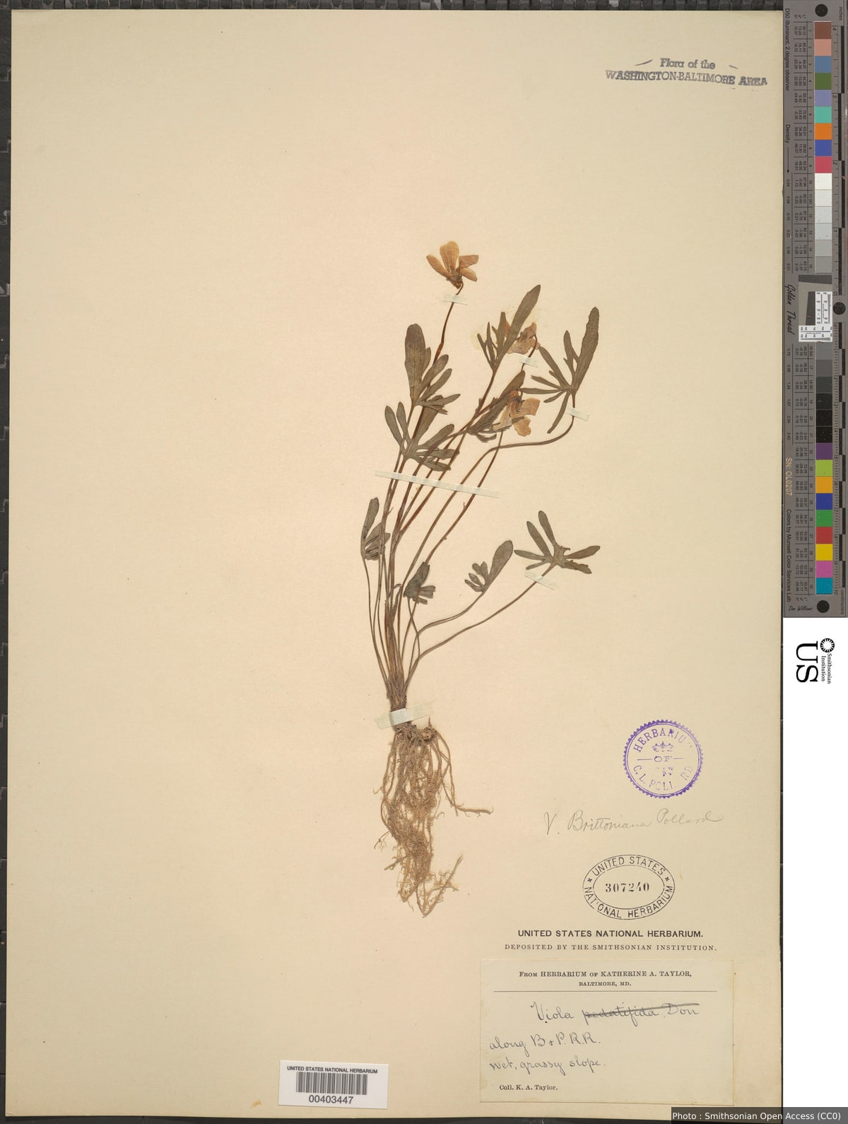 Viola brittoniana Pollard