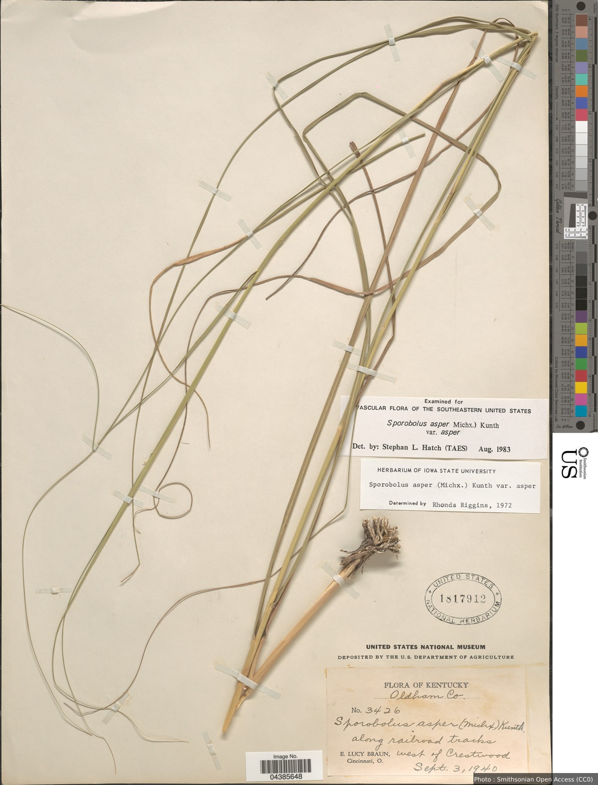 Sporobolus compositus (Poir.) Merr.