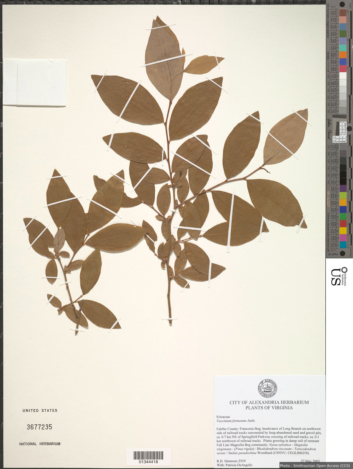 Vaccinium formosum Andrews
