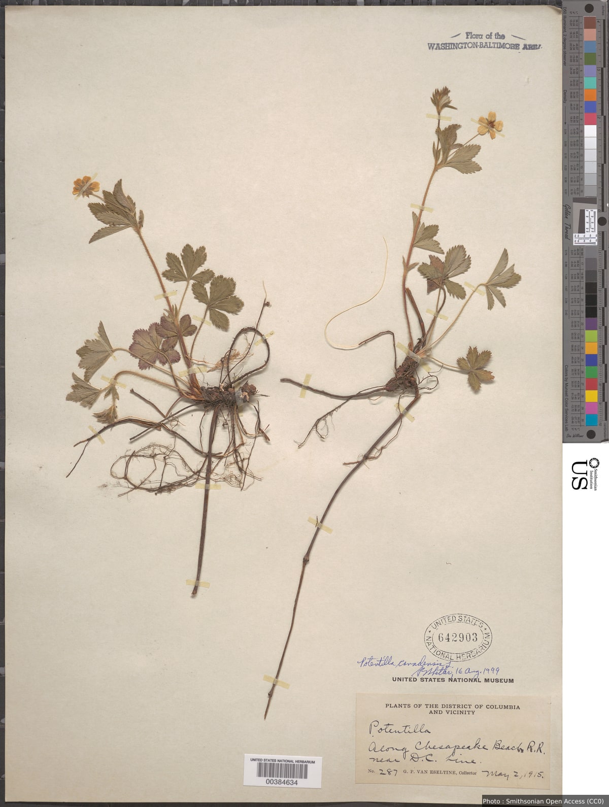 Potentilla canadensis L.