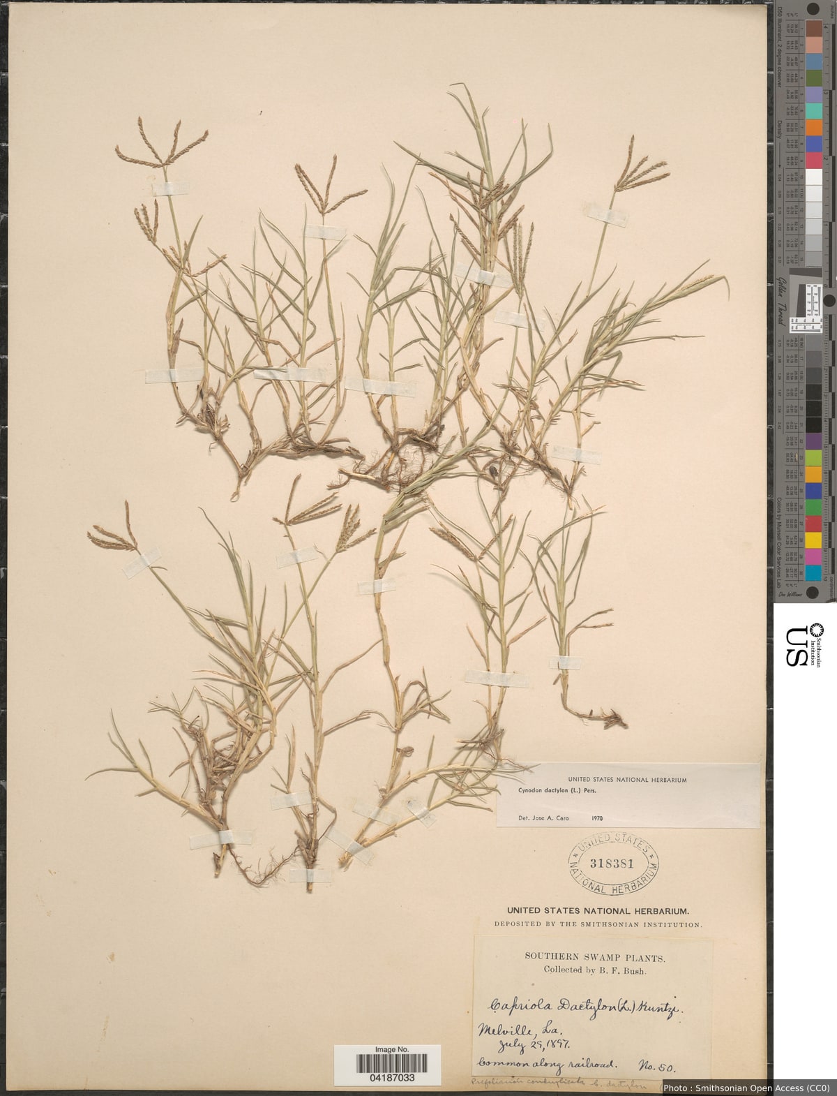 Cynodon dactylon (L.) Pers.