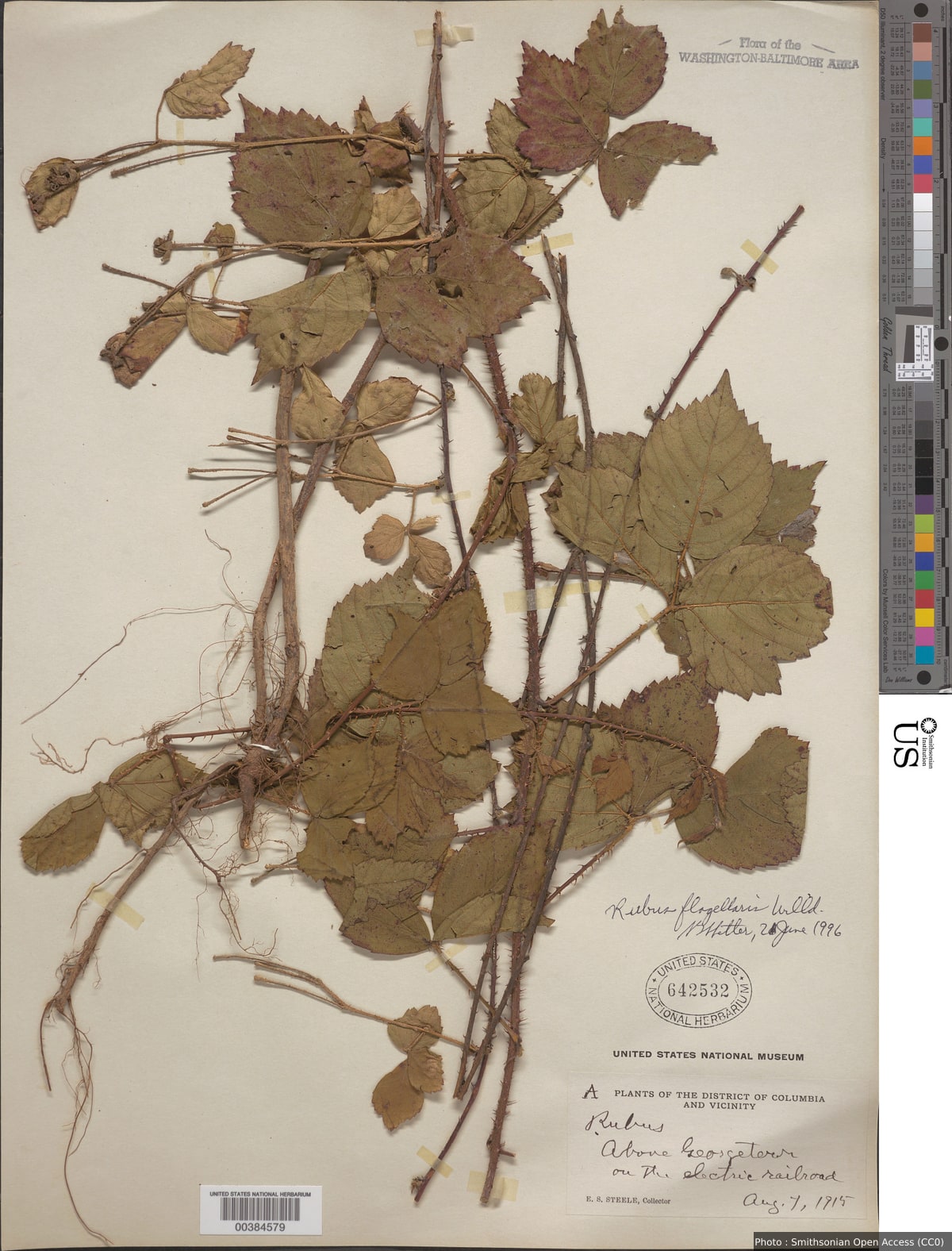 Rubus flagellaris Willd.