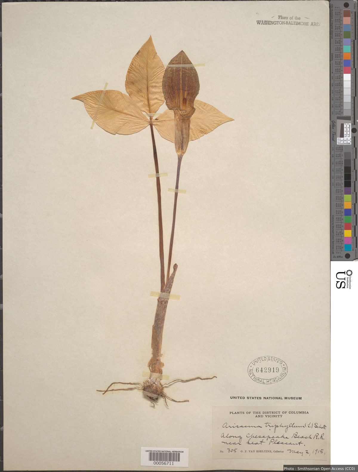 Arisaema triphyllum (L.) Schott