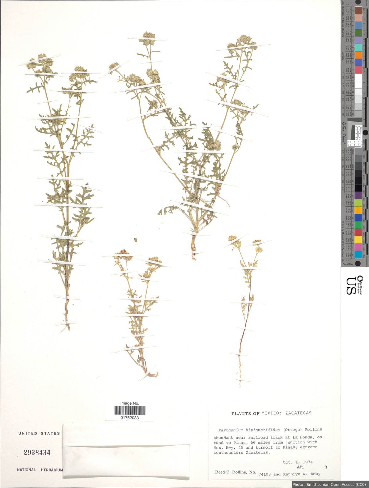 Parthenium bipinnatifidum (Ortega) Rollins