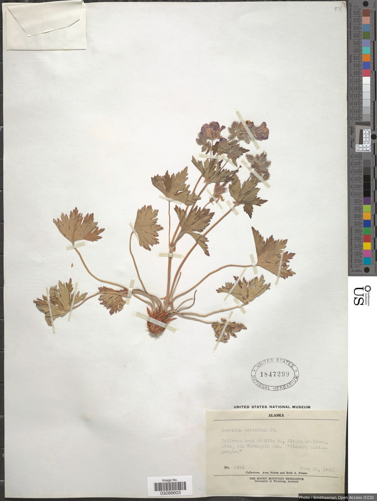 Geranium erianthum DC.