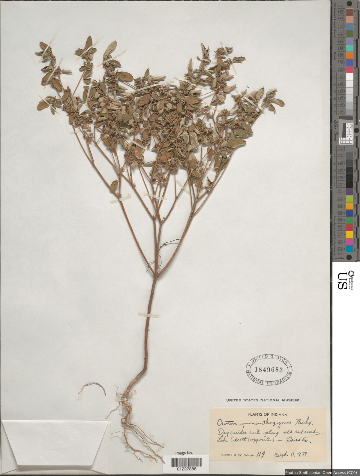 Croton monanthogynus Michx.