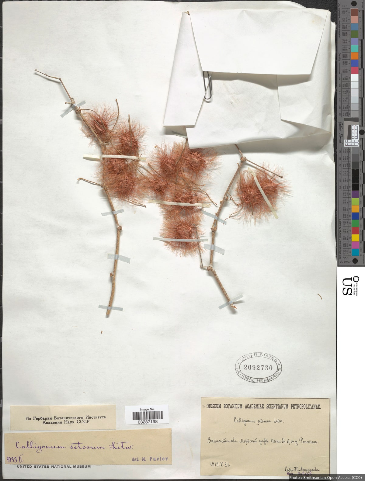 Calligonum setosum (Litv.) Litv.