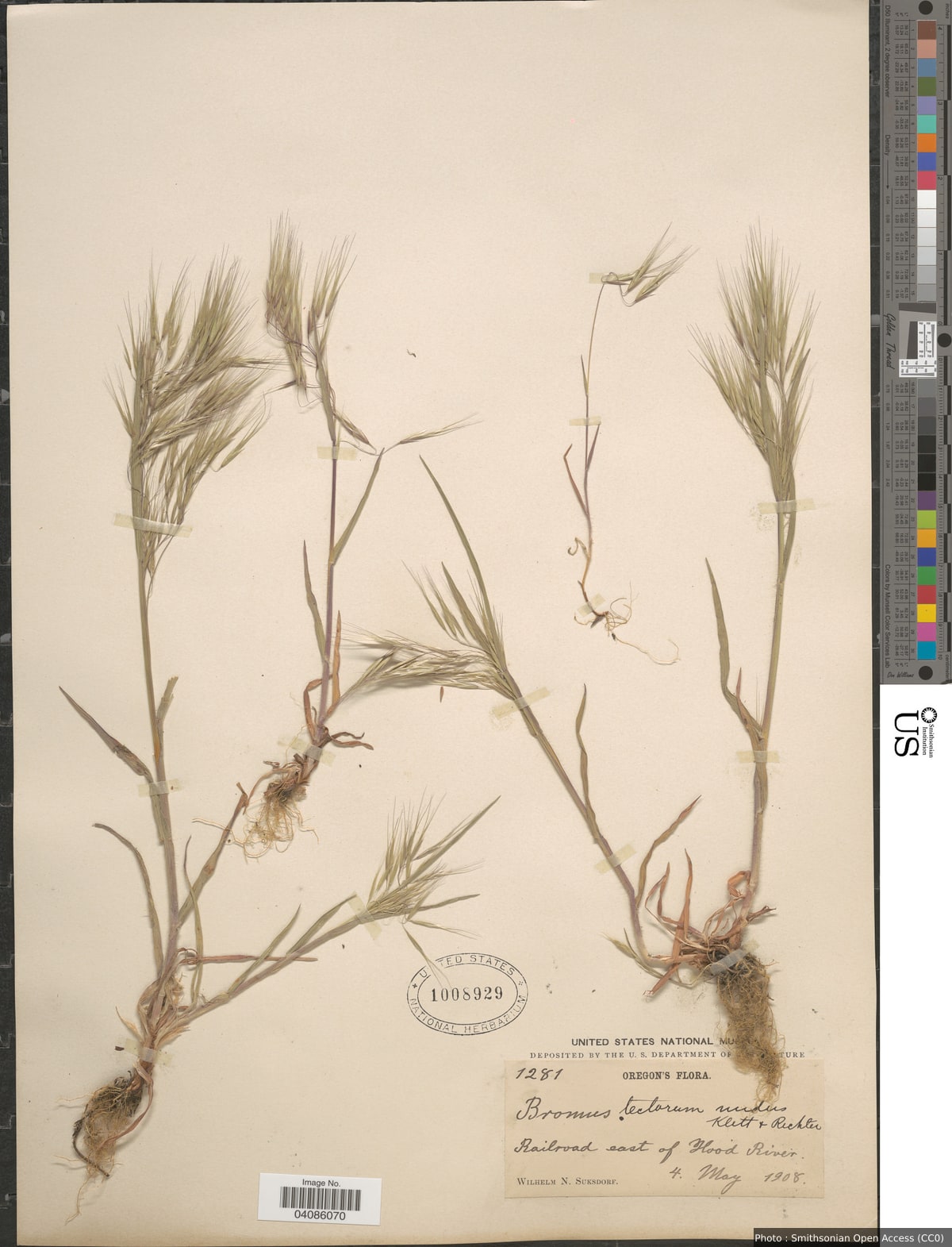 Bromus tectorum L.