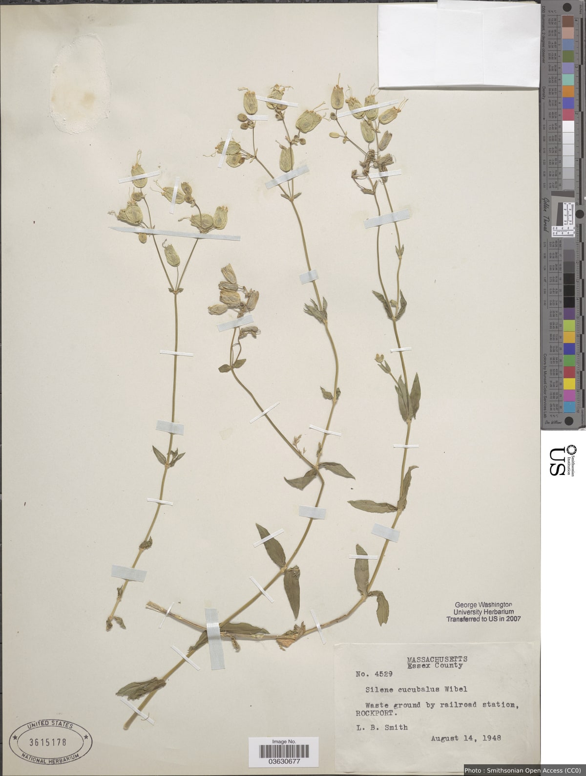 Silene cucubalus L.