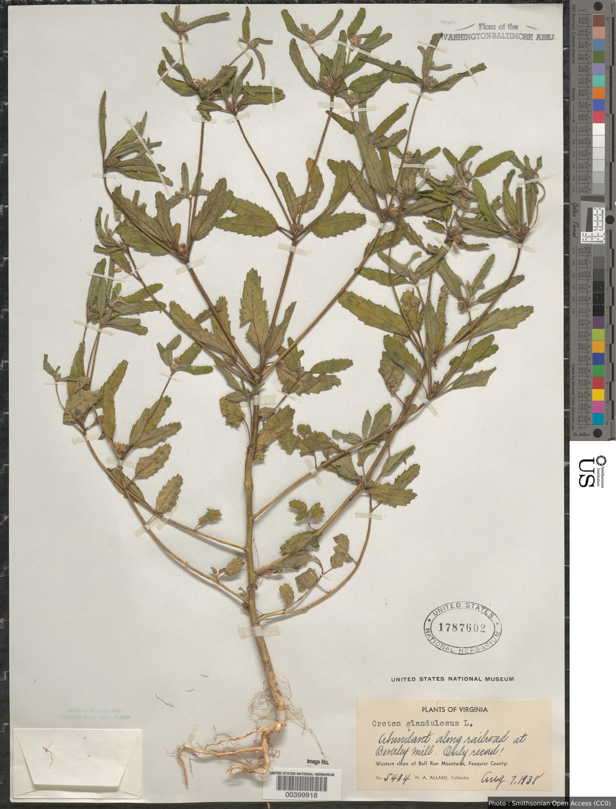 Croton glandulosus L.