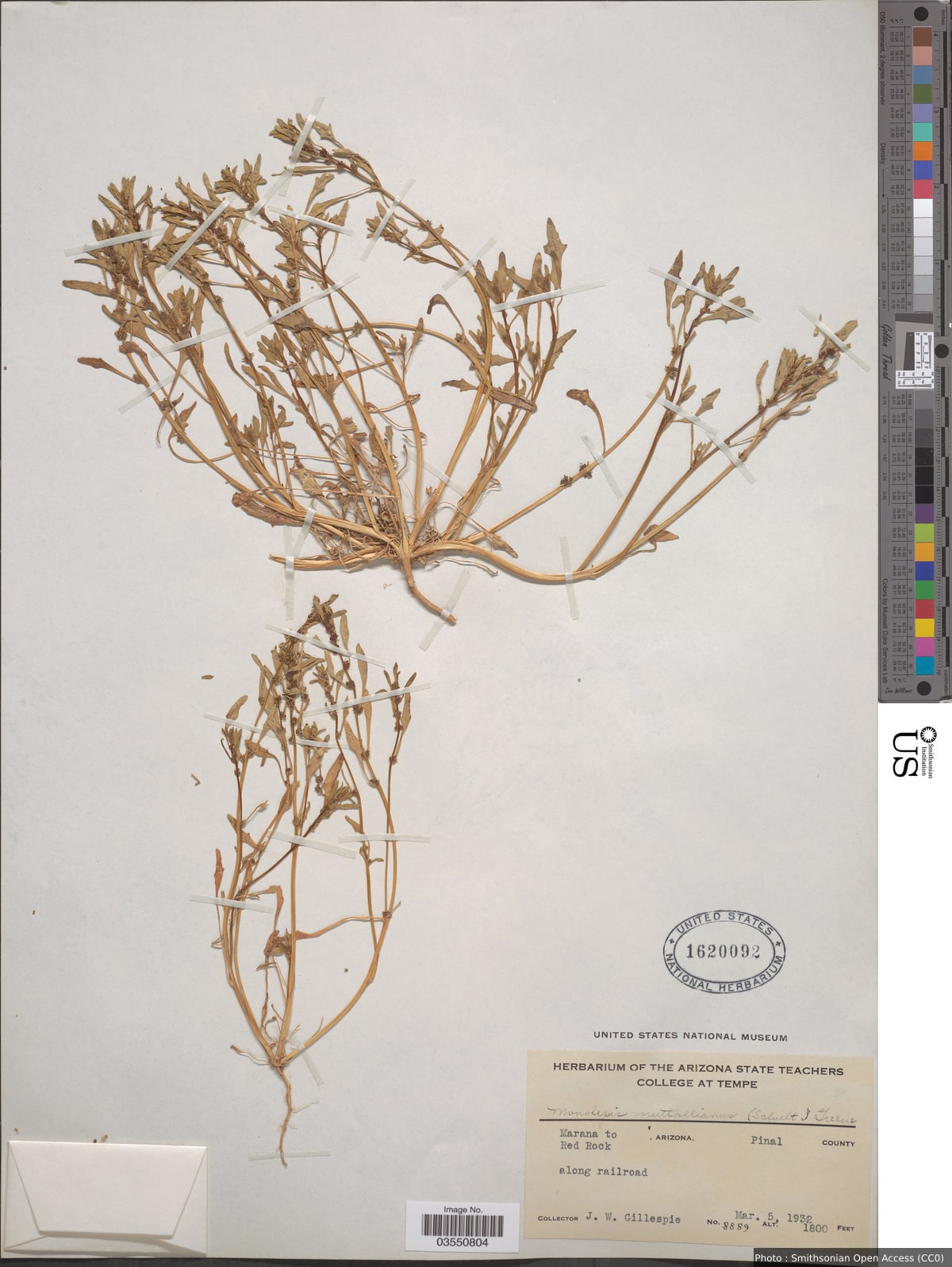 Blitum nuttallianum Schult.