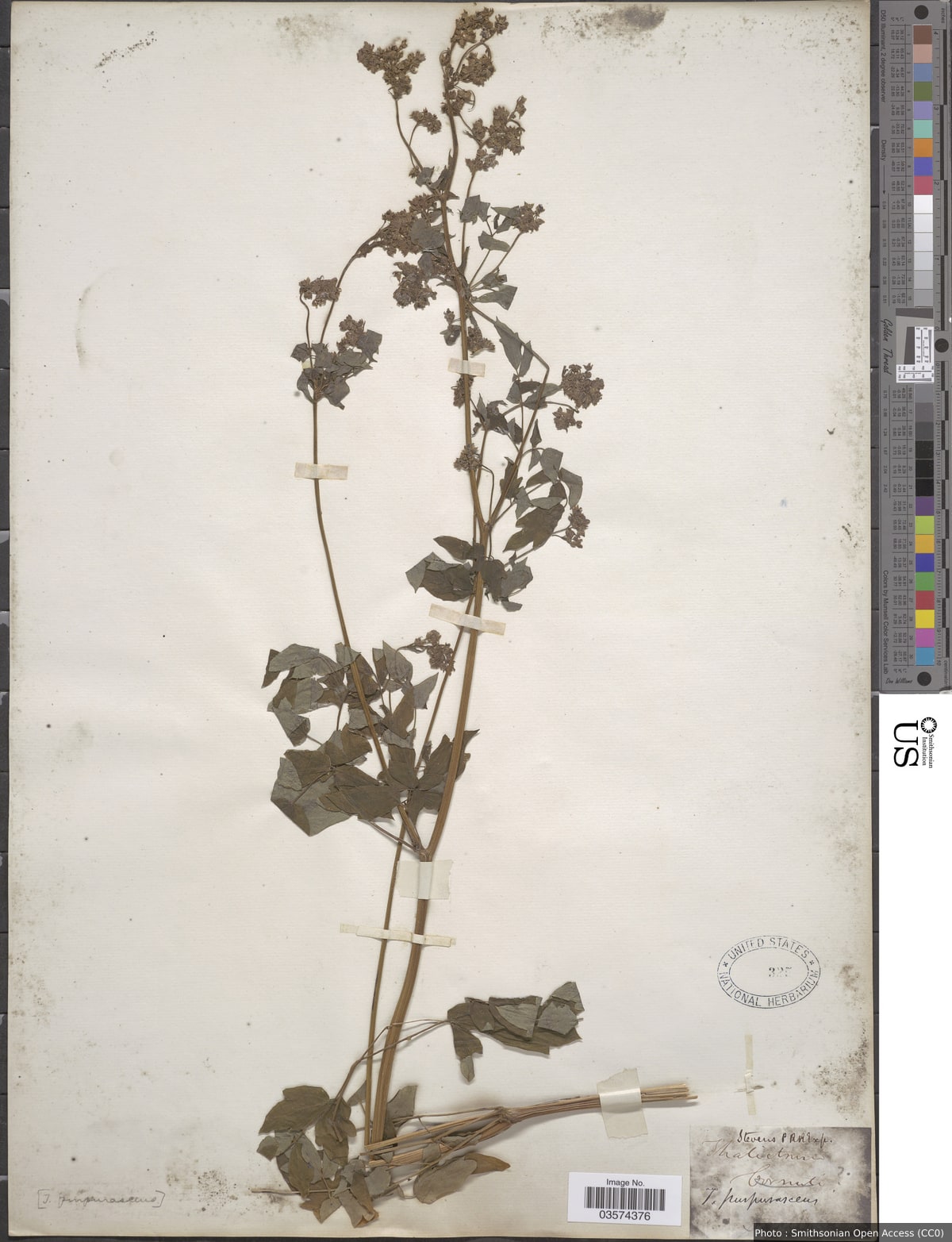 Thalictrum pubescens Pursh