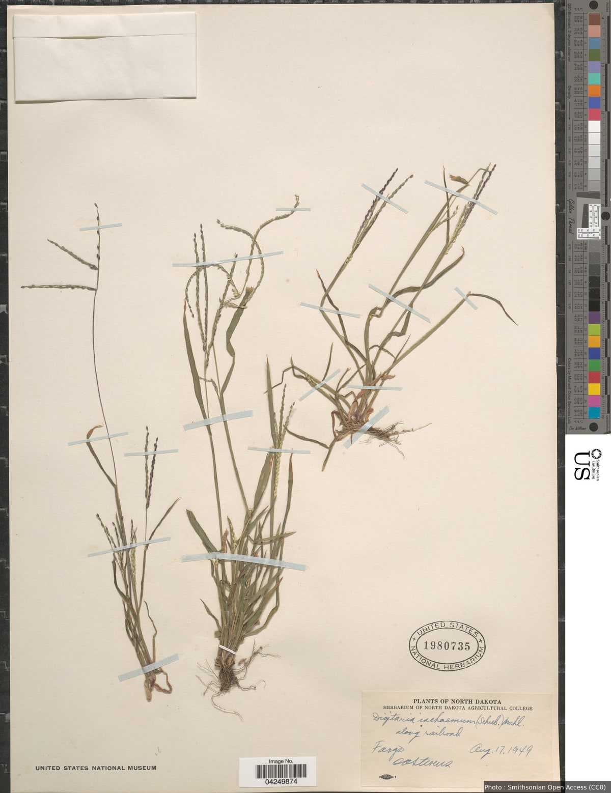 Digitaria ischaemum (Schreber) Schreber ex Muhl.