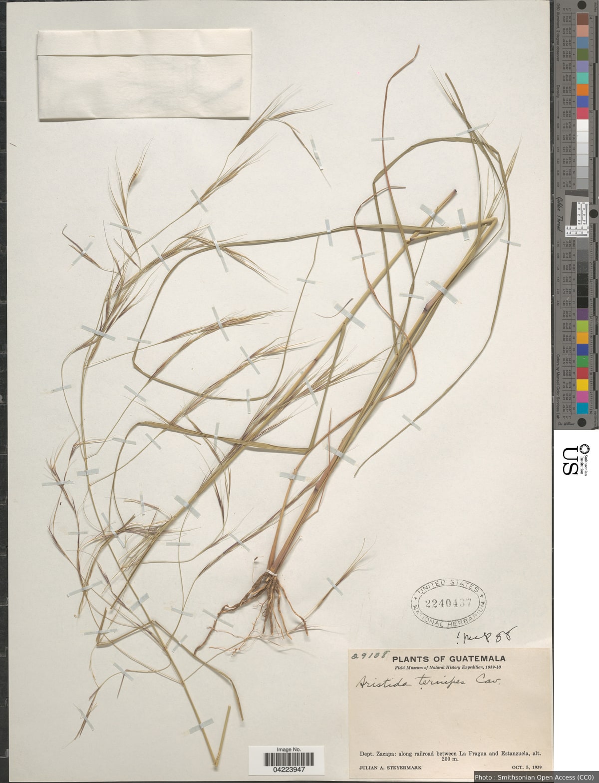 Aristida ternipes Cav.