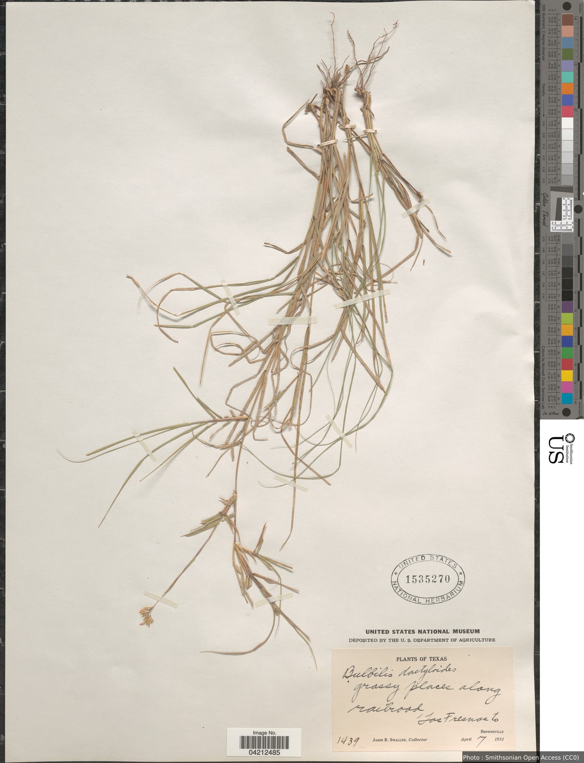 Bouteloua dactyloides (Nutt.) Columbus