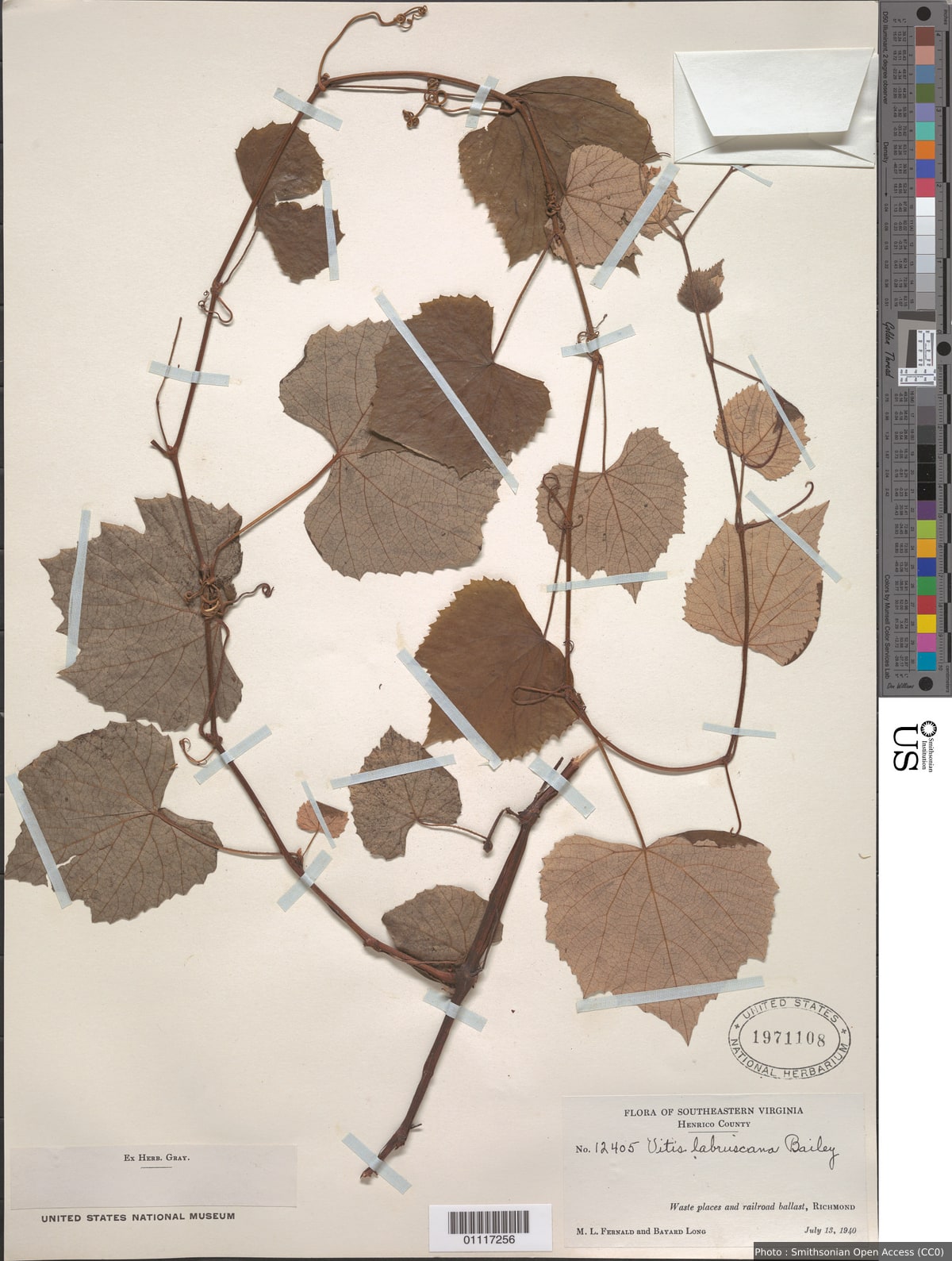 Vitis labrusca L.