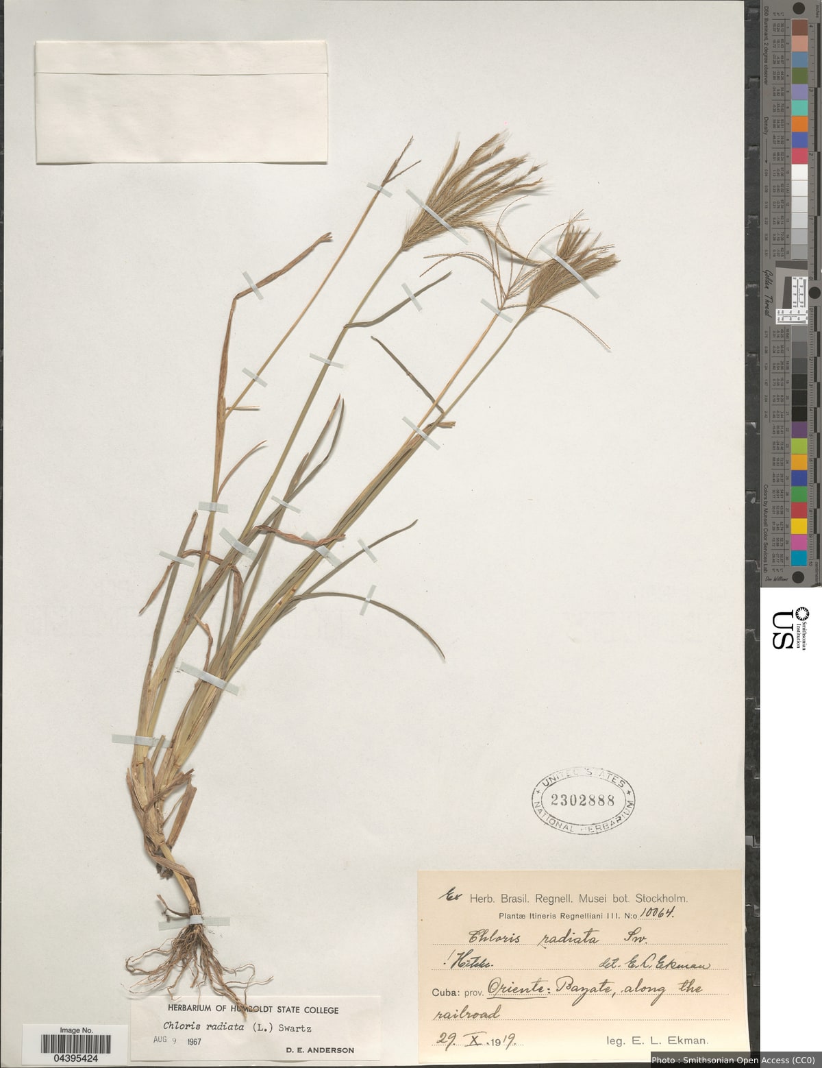 Chloris radiata (L.) Sw.