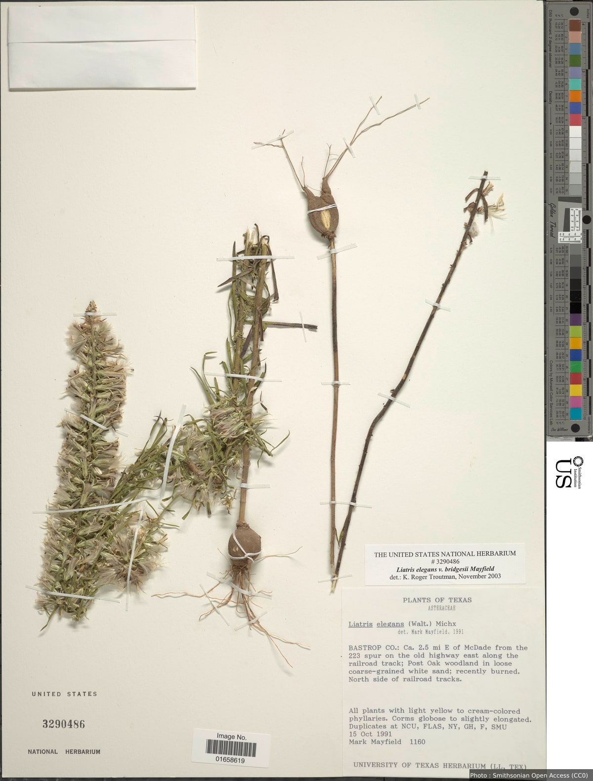 Liatris elegans var. bridgesii Michx.