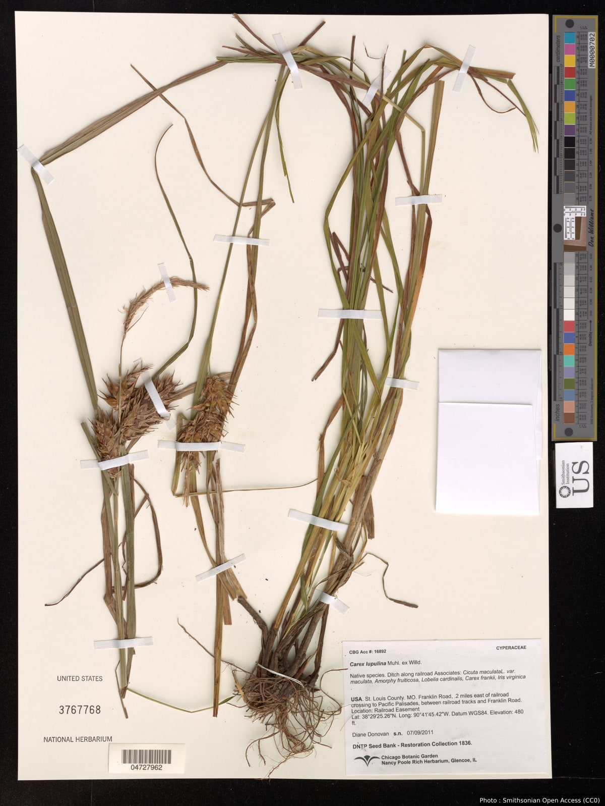 Carex lupulina Muhl. ex Willd.