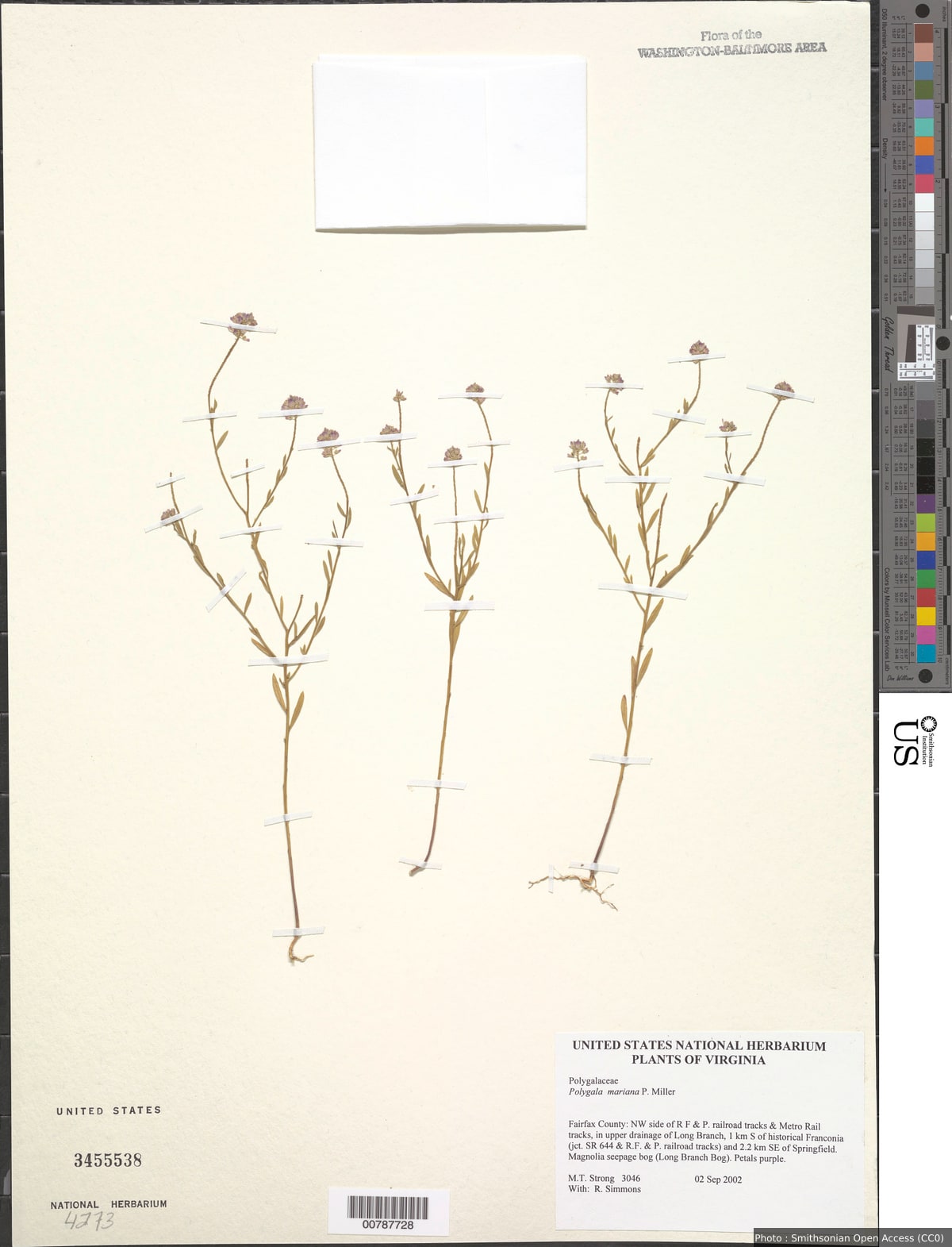 Polygala mariana Mill.