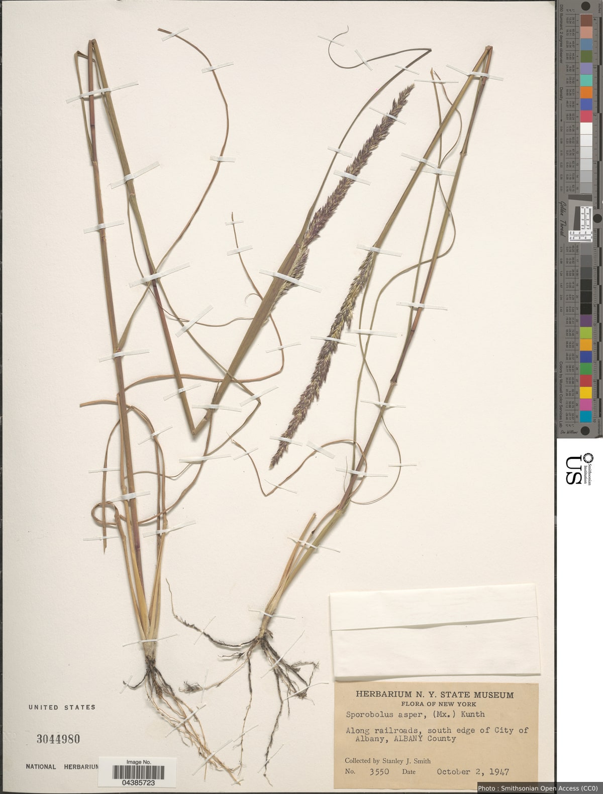 Sporobolus compositus (Poir.) Merr.