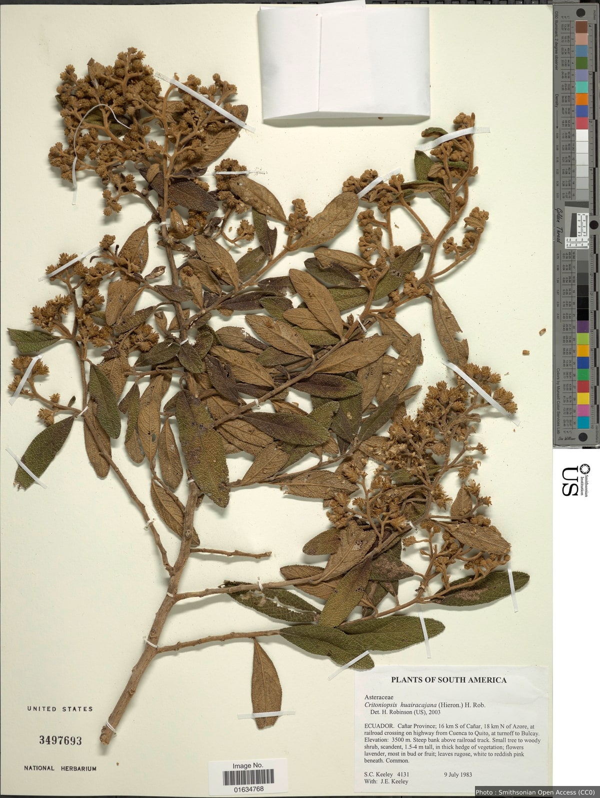 Critoniopsis huairacajana (Hieron.) H. Rob.