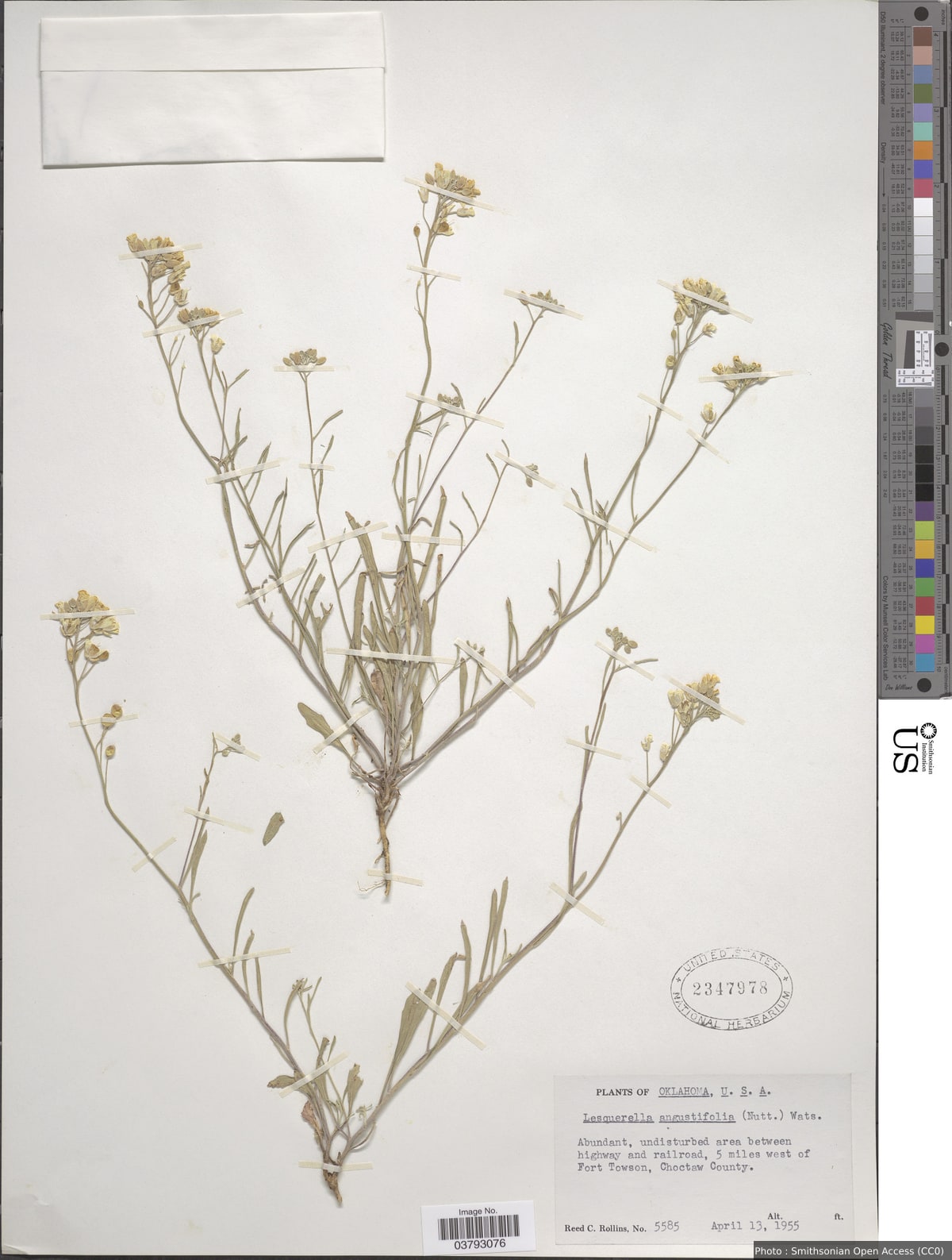 Lesquerella angustifolia (Nutt. ex Torr. & A. Gray) S. Watson