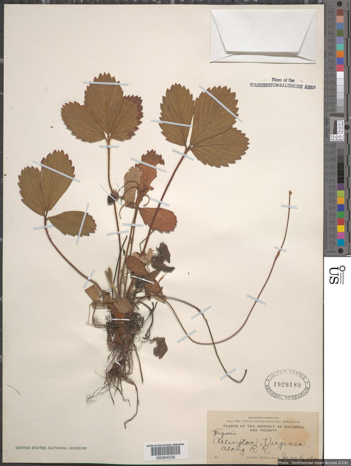 Fragaria virginiana Mill.