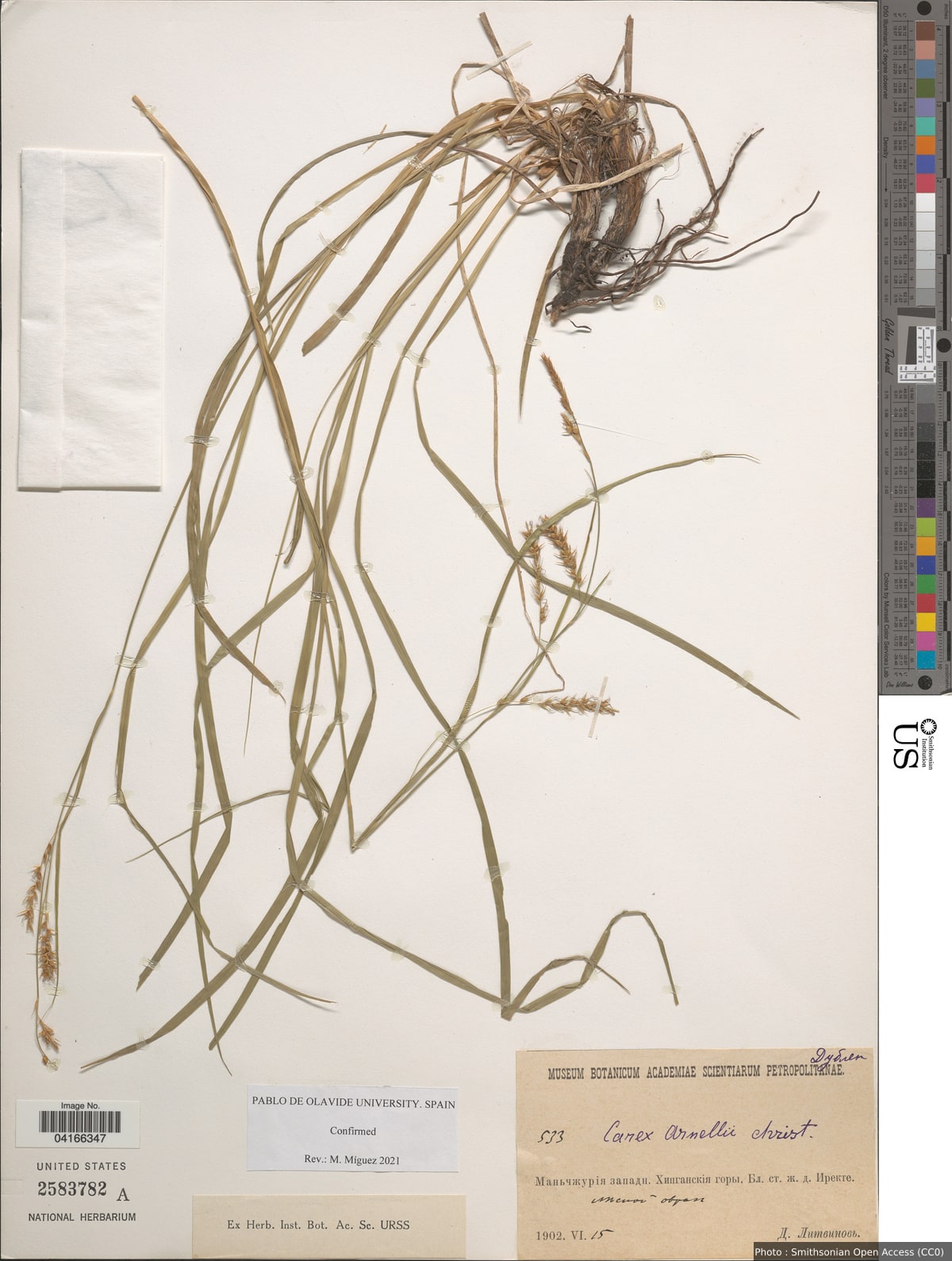 Carex arnellii Christ ex Scheutz