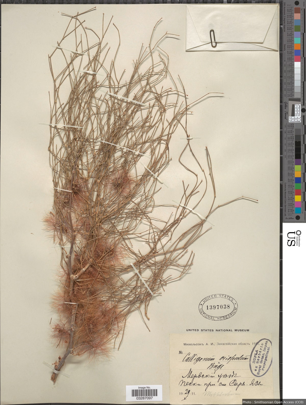 Calligonum eriopodum Bunge
