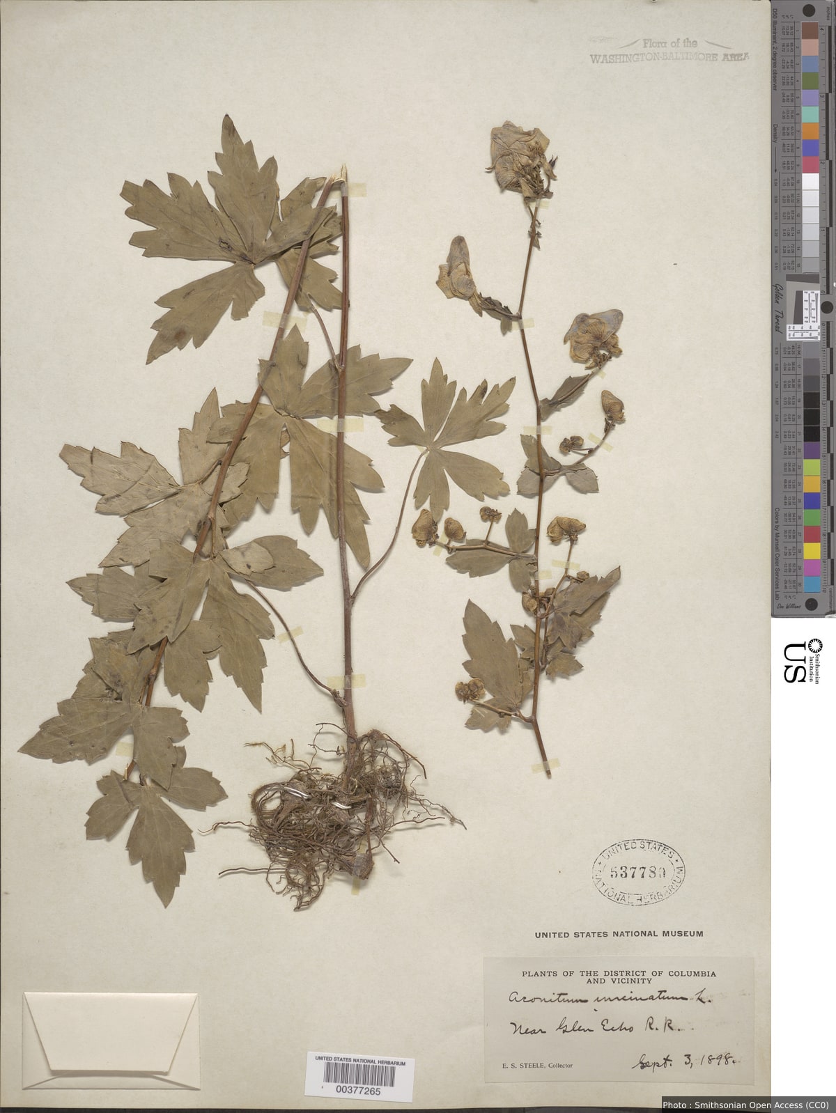 Aconitum uncinatum L.