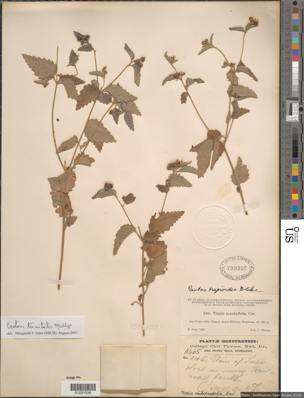 Croton trinitatis Millsp.