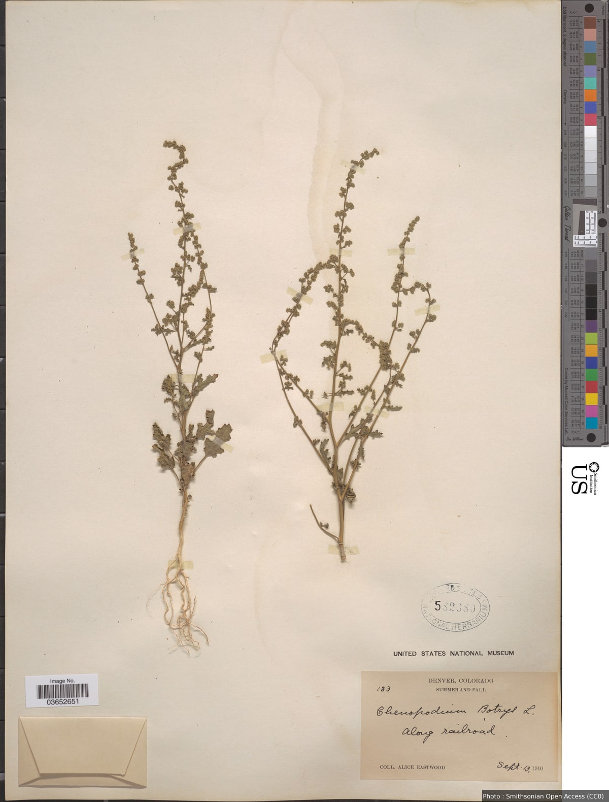 Chenopodium botrys L.