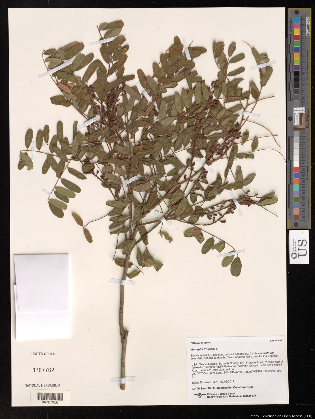 Amorpha fruticosa L.