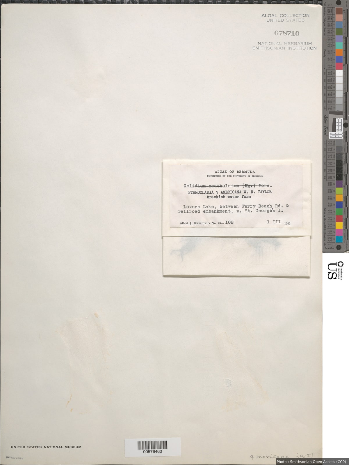 Gelidium americanum (W.R. Taylor) Santelices