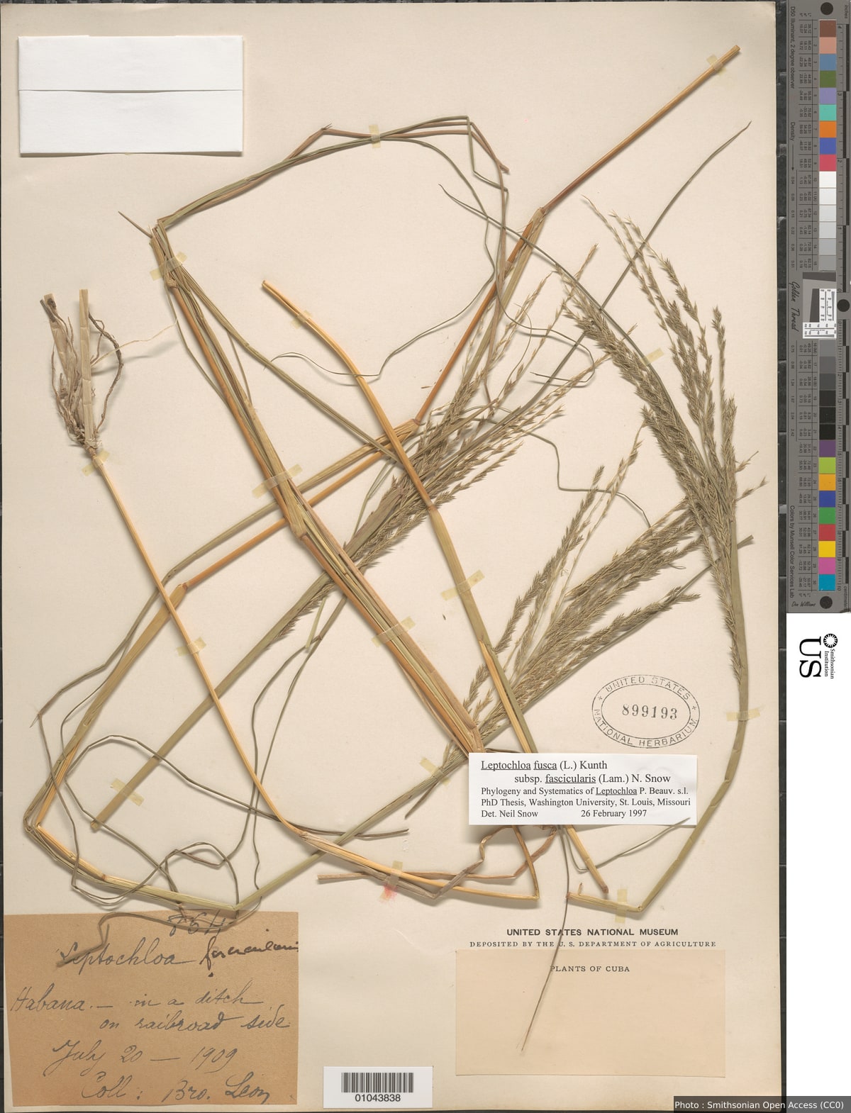 Leptochloa fascicularis (Lam.) A. Gray