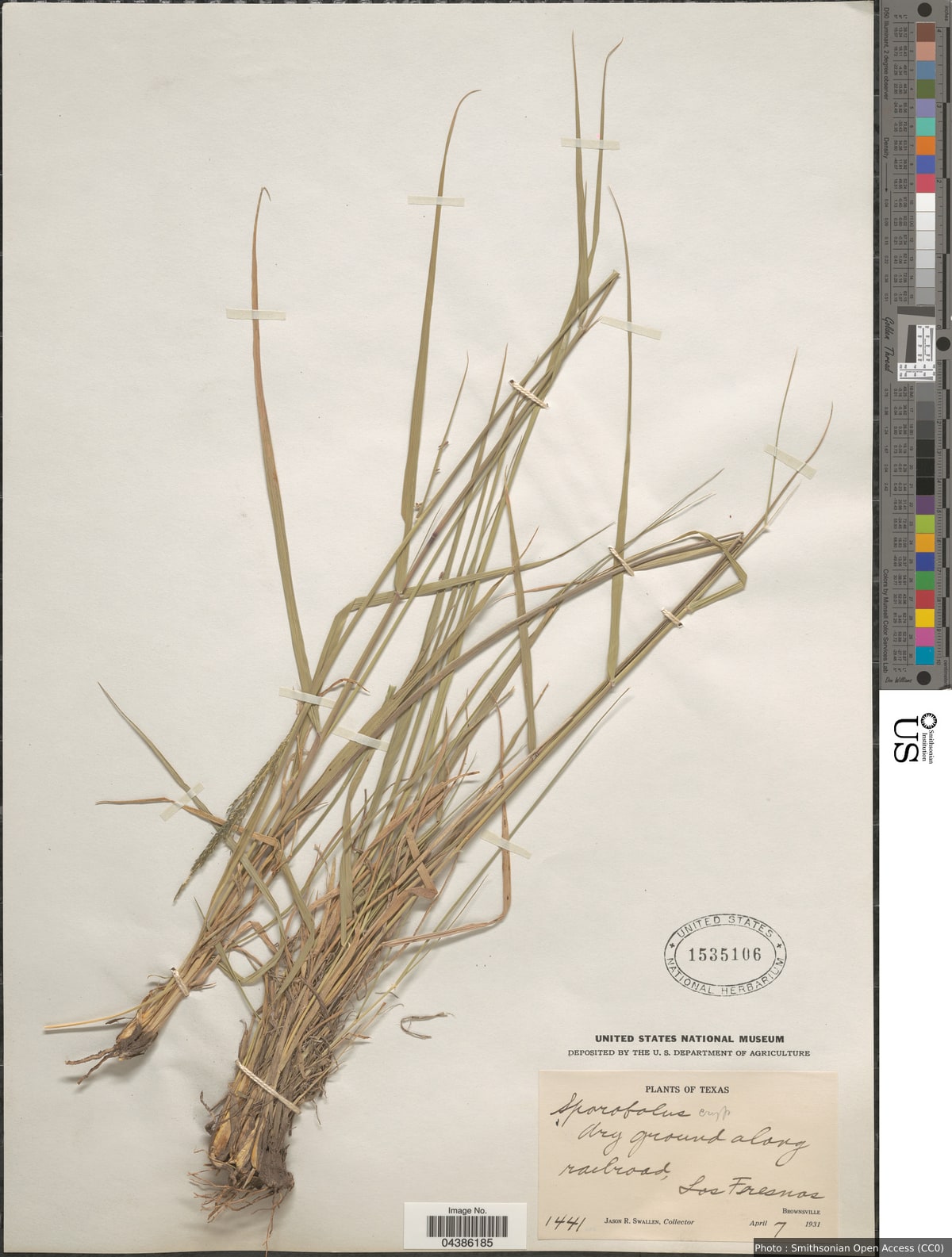 Sporobolus cryptandrus (Torr.) A. Gray