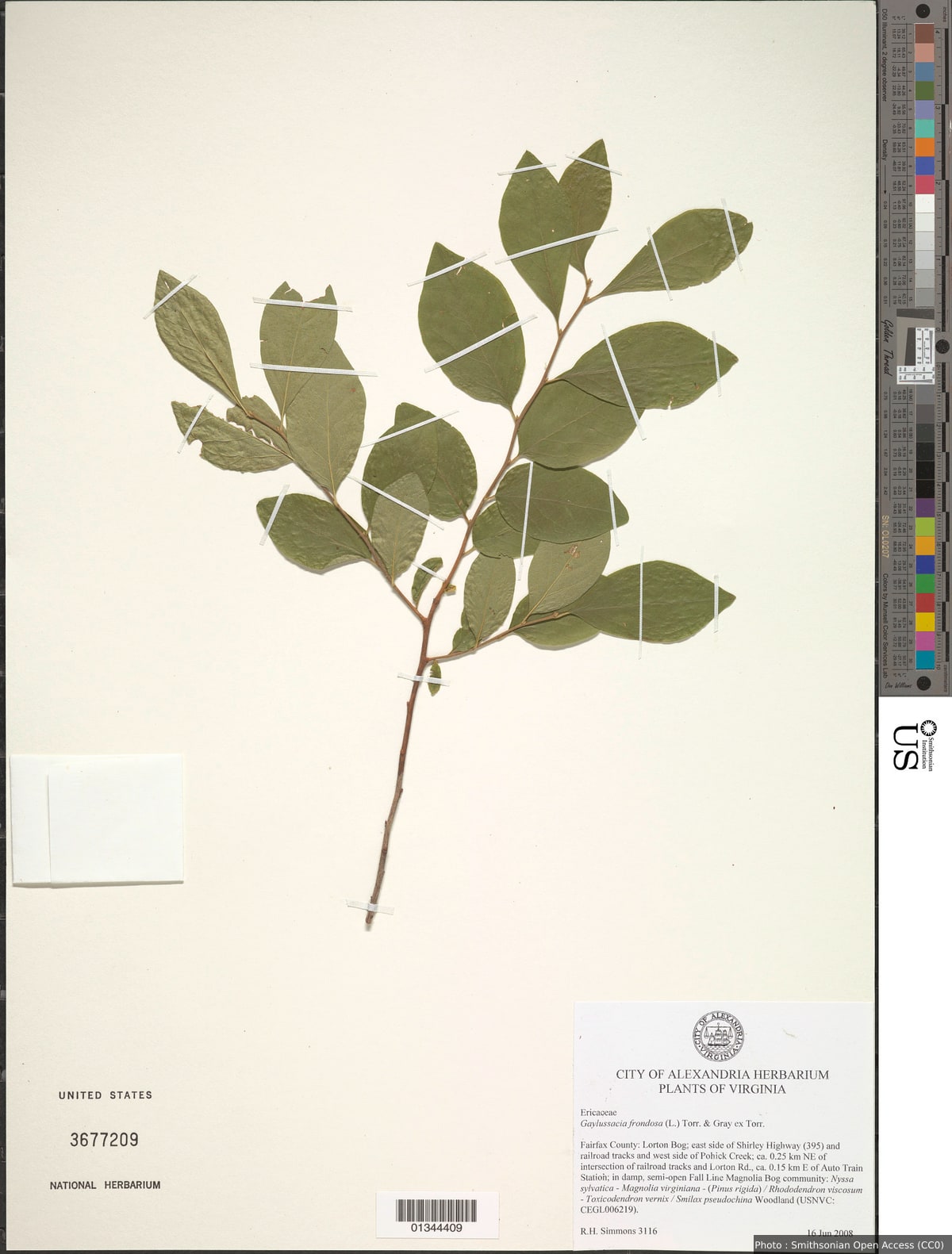 Gaylussacia frondosa (L.) Torr. & A. Gray