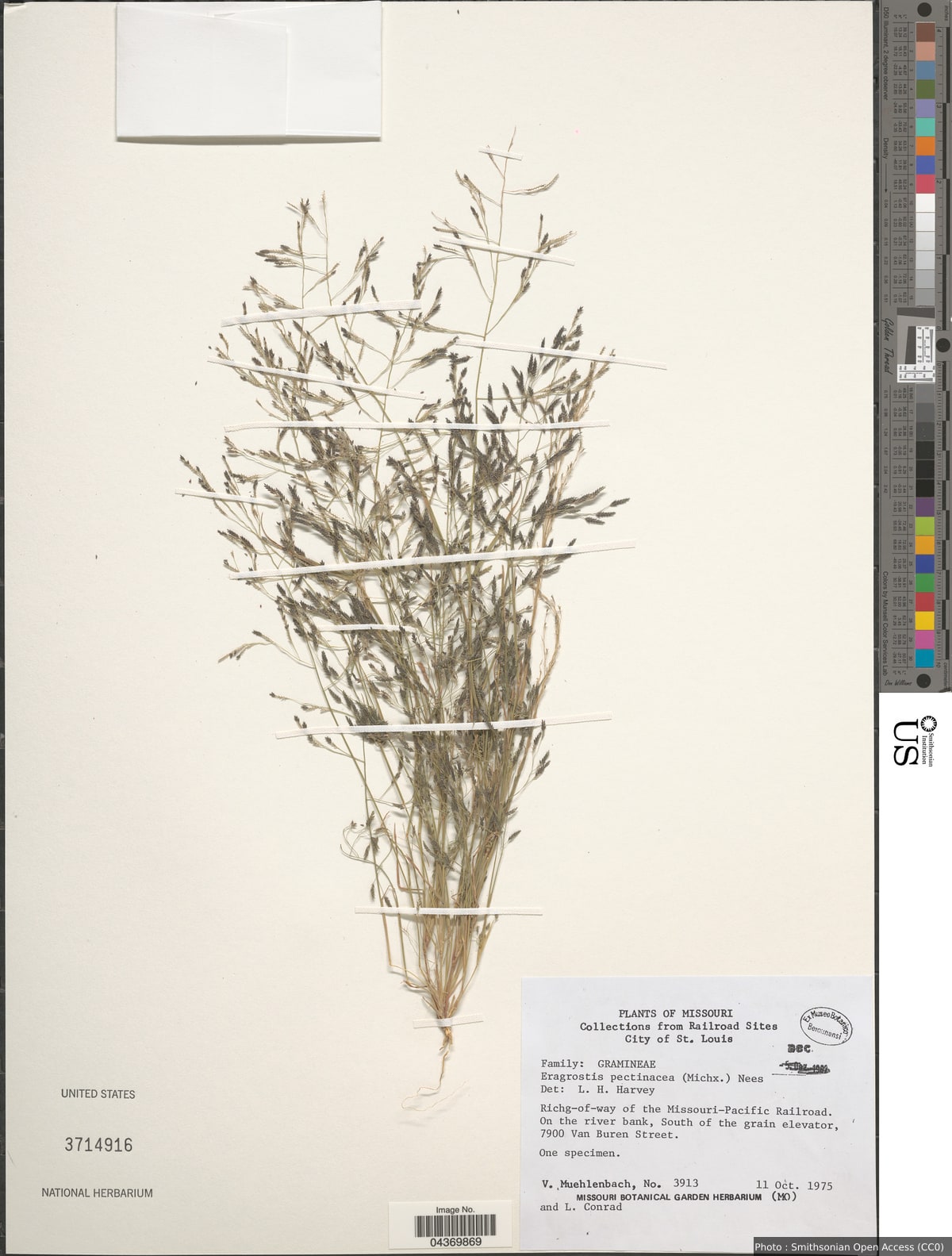 Eragrostis pectinacea (Michx.) Nees